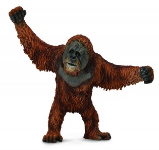 COLLECTA ORANGUTAN