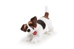 TRUDI KLASYCZNE JACK RUSSEL (M)