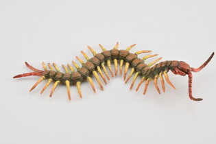 COLLECTA STONOGA 4