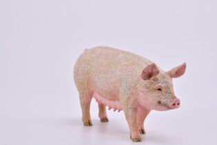 COLLECTA MACIORA 3