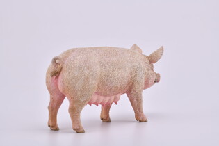 COLLECTA MACIORA 5