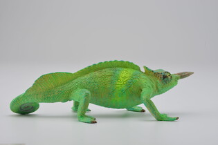 COLLECTA KAMELEON GÓRSKI 3