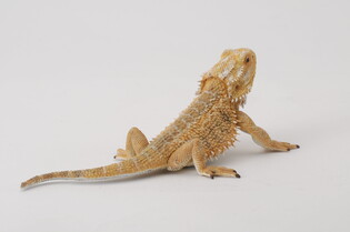 COLLECTA JASZCZURKA DRAGON 4