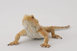 COLLECTA JASZCZURKA DRAGON 5