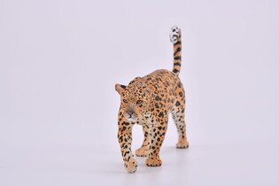 COLLECTA LAMPART AFRYKAŃSKI 5