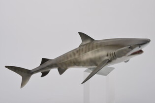 COLLECTA REKIN TYGRYSI 4