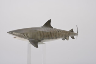 COLLECTA REKIN TYGRYSI 5