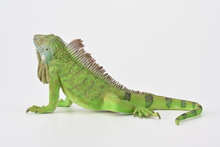 COLLECTA IGUANA 5