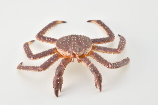 COLLECTA KRAB KRÓLEWSKI 4