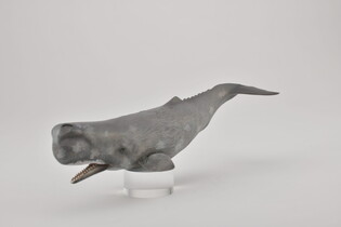 COLLECTA KASZALOT SPERMACETOWY 3