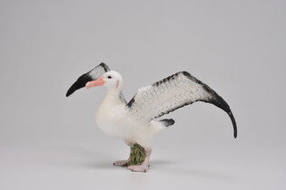 COLLECTA ALBATROS WĘDROWNY 3