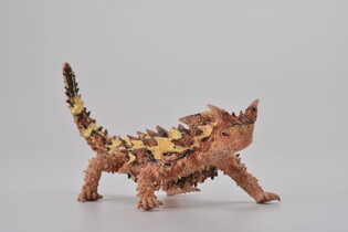 COLLECTA MOLOCH STRASZLIWY 3