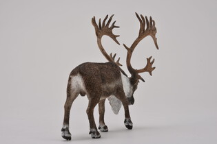 COLLECTA RENIFER TARANDUS CARIBOU 4