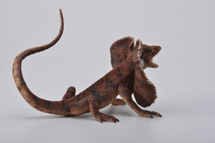 COLLECTA JASZCZURKA AGAMA KOŁNIERZASTA 4