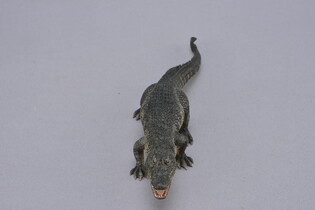 COLLECTA ALIGATOR AMERYKAŃSKI 3