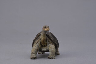 COLLECTA ŻÓŁW Z WYSPY PINTA 4
