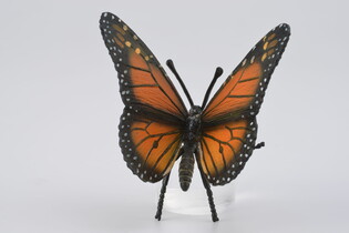 COLLECTA MOTYL KRÓLEWSKI 4