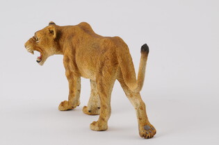 COLLECTA LWICA AFRYKAŃSKA 4
