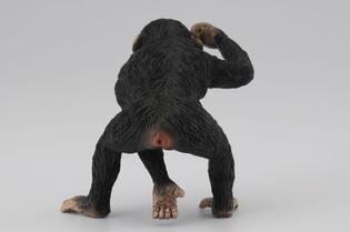 COLLECTA SZYMPANS SAMIEC 4