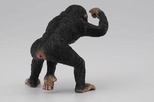 COLLECTA SZYMPANS SAMIEC 5