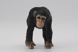 COLLECTA SZYMPANS SAMICA 5