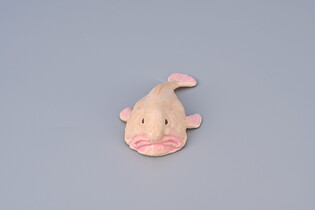 COLLECTA PSYCHOROLUTES MARCIDUS (BLOBFISH)
 3