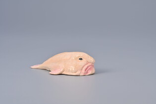 COLLECTA PSYCHOROLUTES MARCIDUS (BLOBFISH)
 4