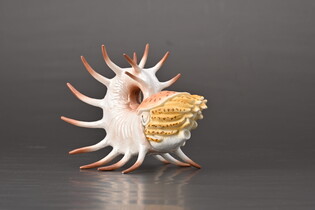 COLLECTA COOPEROCERAS
 3