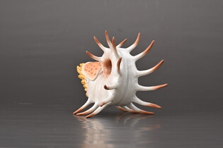 COLLECTA COOPEROCERAS
 4