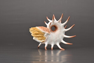 COLLECTA COOPEROCERAS
 5