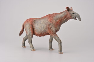 COLLECTA PARACERATHERIUM 5