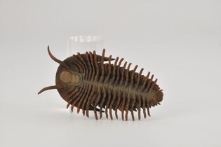 COLLECTA REDLICHIA REX TRYLOBIT 3