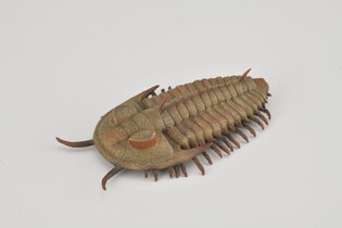 COLLECTA REDLICHIA REX TRYLOBIT 5