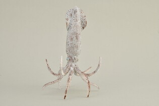 COLLECTA BELEMNIT 4