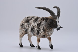 COLLECTA OWCA WIELOROGA 3