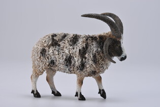 COLLECTA OWCA WIELOROGA 4