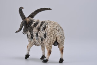 COLLECTA OWCA WIELOROGA 5