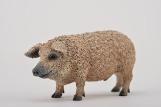 COLLECTA ŚWINIA MANGALICA 3