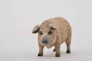 COLLECTA ŚWINIA MANGALICA 4