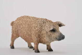 COLLECTA ŚWINIA MANGALICA 5