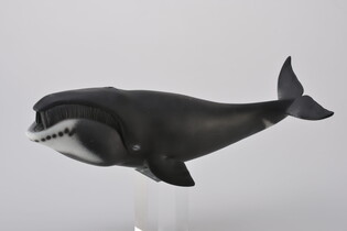COLLECTA WIELORYB GRANLANDZKI 3