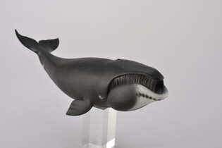 COLLECTA WIELORYB GRANLANDZKI 4