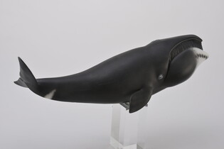 COLLECTA WIELORYB GRANLANDZKI 5