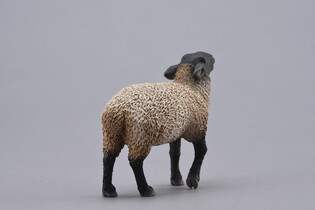 COLLECTA OWCA SUFFOLK 4