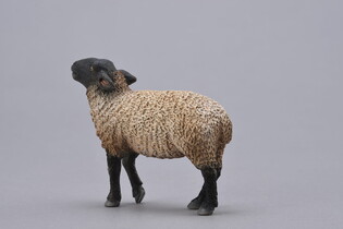 COLLECTA OWCA SUFFOLK 5
