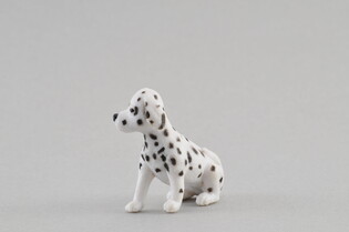 COLLECTA  DALMATYŃCZYK SZCZENIAK 3