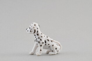 COLLECTA  DALMATYŃCZYK SZCZENIAK 4