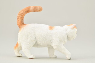 COLLECTA EGZOTYCZNY KOT KRÓTKOWŁOSY 4