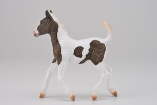 COLLECTA ŹREBIĘ RASY BASHKIR CURLY 3
