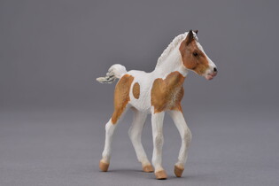 COLLECTA ŹREBIĘ RASY DARTMOOR HILL 3